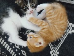 -平行世界·猫咖(首经贸店)