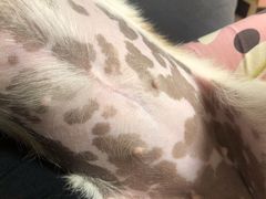 -瑞派·关忠动物医院·异宠专科·犬猫肿瘤·皮肤专科(望京店)