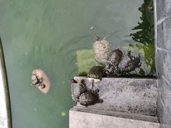 -顺峰山公园