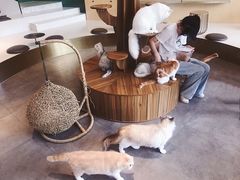 -飞行喵MR PILOT|猫舍·猫咖(静安大融城店)