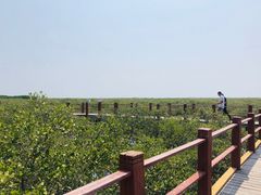 -北海金海湾红树林生态旅游区