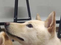 -柴迷FANS CLUB·柴犬狗咖·猫咖