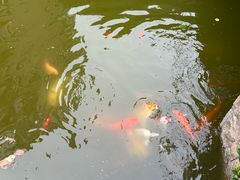 -金砂公园