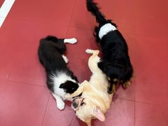 -和它·交个朋友·狗咖猫咖(爱琴海店)