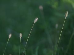 -春花秋色城市公园