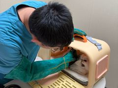 -安安宠医宠物医院·异宠·犬猫内科(岳阳分院)