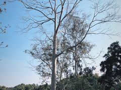 -中国科学院西双版纳热带植物园