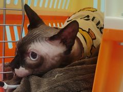 -北京观赏动物医院·24小时大型综合·猫专科·异宠专科