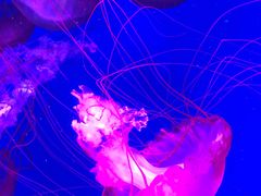 -海合安青岛极地海洋公园