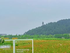 -径山花海