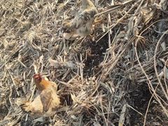 -庆岭迎宾园正宗活鱼馆