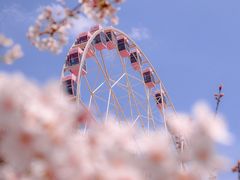 -顾村公园