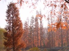 -黄海国家森林公园