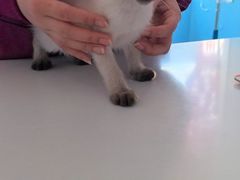 -瑞派福兴宠物医院犬猫全科·骨科·中西医结合(河东店)