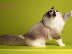 -青奢宠物·青奢猫舍