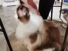 -more than meow吴止猫主题餐厅(承德 中船汇店)