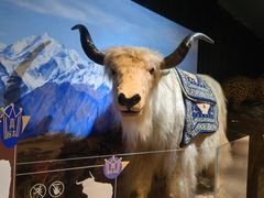 -正佳自然科学博物馆