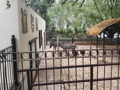 -青藏高原野生动物园
