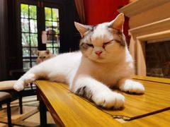-猫色咖啡·猫咖