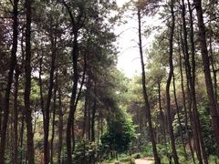 -铁山坪森林公园