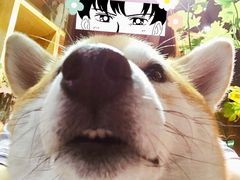 -柴务处·柴犬主题狗咖