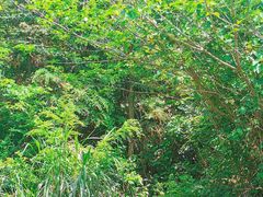 -青龙山国家森林公园