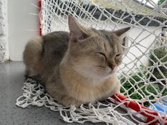 -喵屿·大理花园猫咖