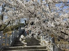 -樱花山风景区