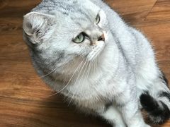 -猫友咖啡店(玉林西路店)