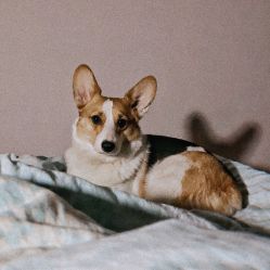 -飛凡TATTOO纹身•原创