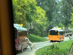 -北京野生动物园