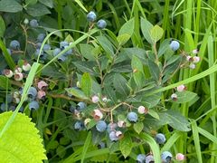 -金谷域澳洲庄园