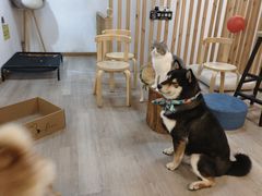 -柴迷FANS CLUB·柴犬狗咖·猫咖