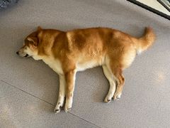-喜柴咖啡·柴犬狗咖