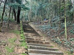 -上海佘山国家森林公园天马山园