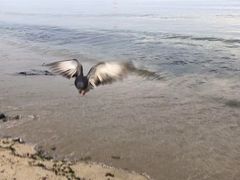 -海云台海滩