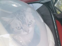 -瑞鹏宠物医院·微创内窥镜·骨外科·牙科(翠竹分院)