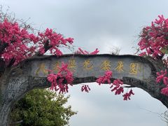 -天适樱花悠乐园