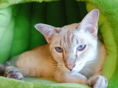 -Cappucimeow猫咪咖啡馆(韦伯时代店)