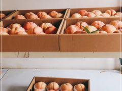 -南汇新场正宗水蜜桃采摘