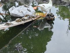 -龙华寺