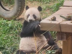 -广州长隆野生动物世界