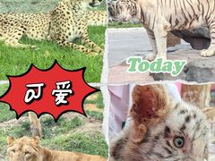 -北京野生动物园