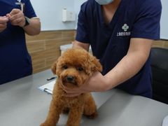 -爱侣宠医·鹦鹉专科·小型哺乳类·异宠专科(灵石路店)