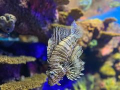 -上海海洋水族馆