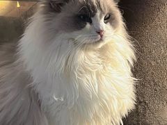 -喵的天空名猫咖啡馆·撸猫·猫舍·用品