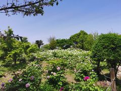 -采石矶景区