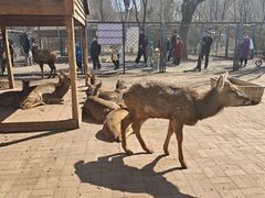 -长白岛森林公园