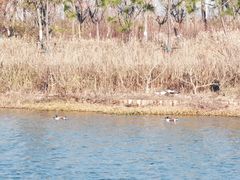 -春花秋色城市公园