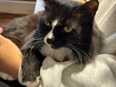 -有猫主题·治愈系猫咖(曾厝垵店)